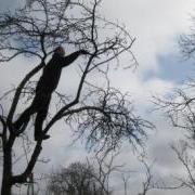 WikiWoods Obstbaumschnitt