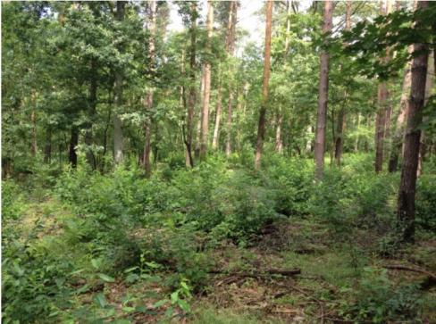 Die Projektfläche im aktuellen Zustand