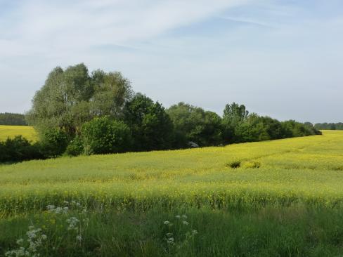 Lilohecke im Frühjahr 2014